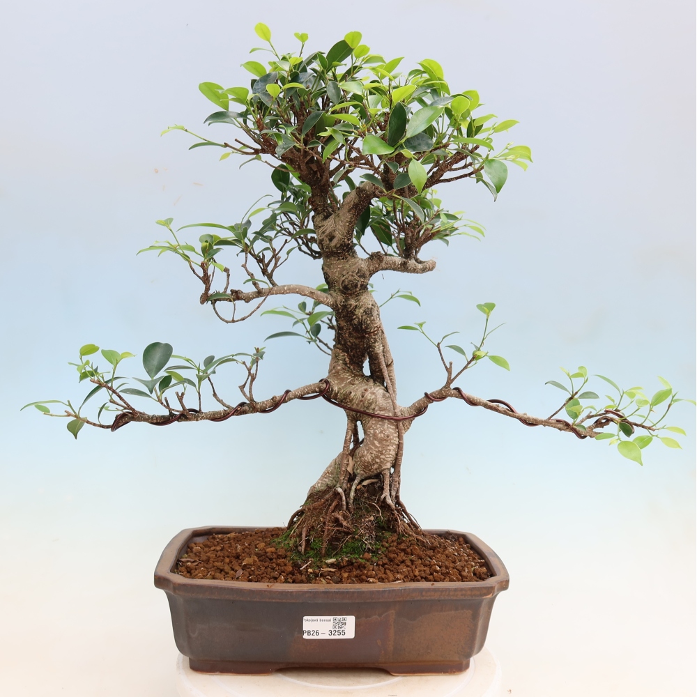 Kamerbonsai - Ficus kimmen - kleinbladige ficus