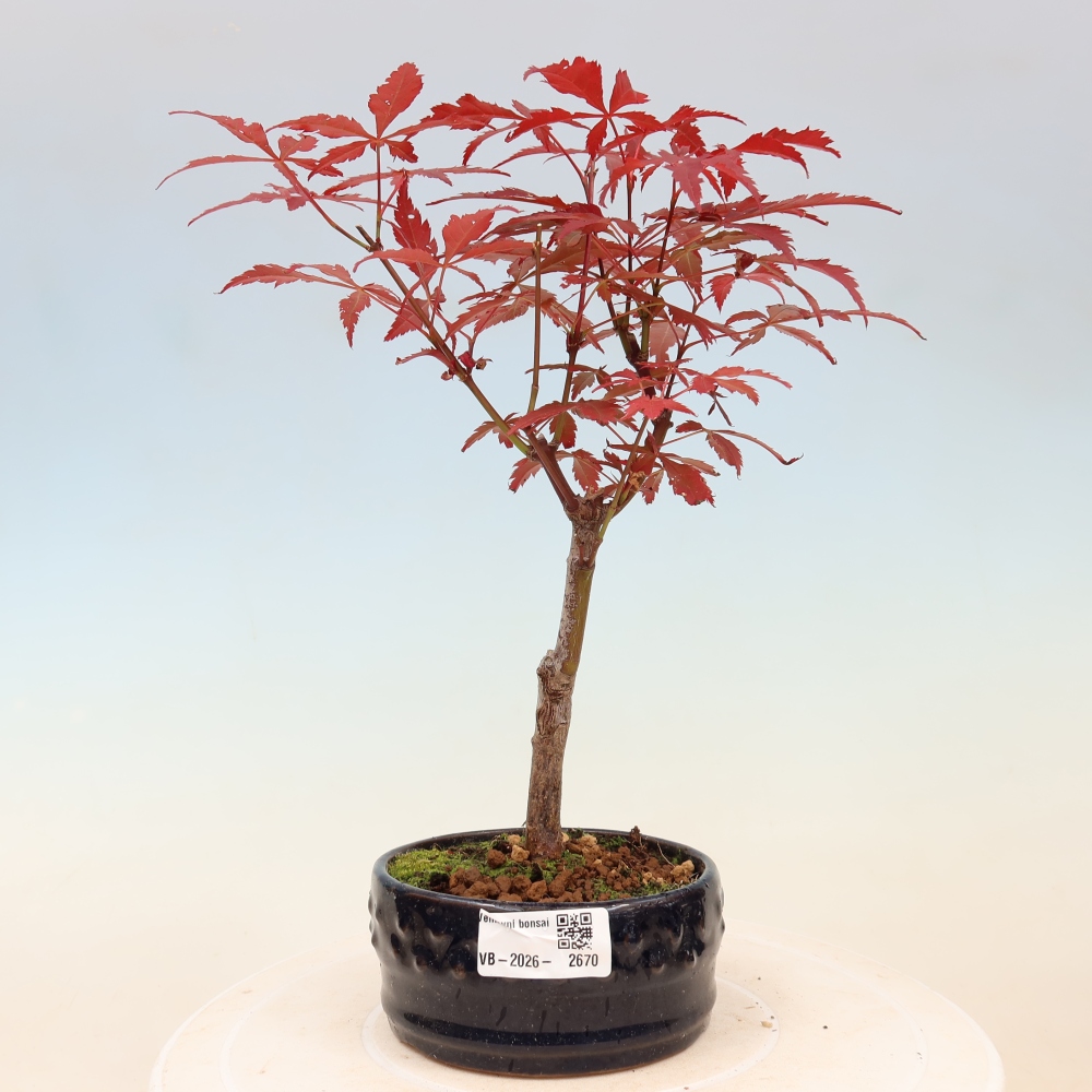 Bonsai voor buiten - Acer palm. Atropurpureum-Javorpalm