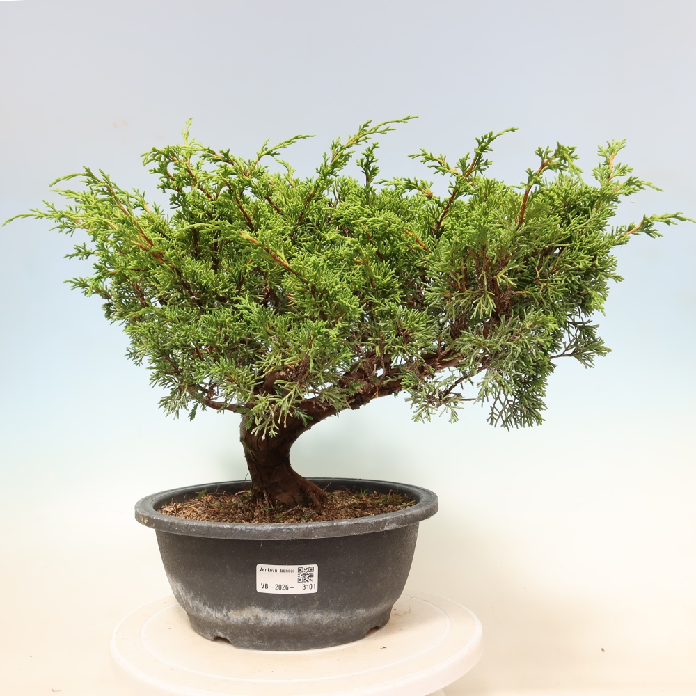 Bonsai voor buiten - Juniperus chinensis Itoigawa-Juniperus chinensis