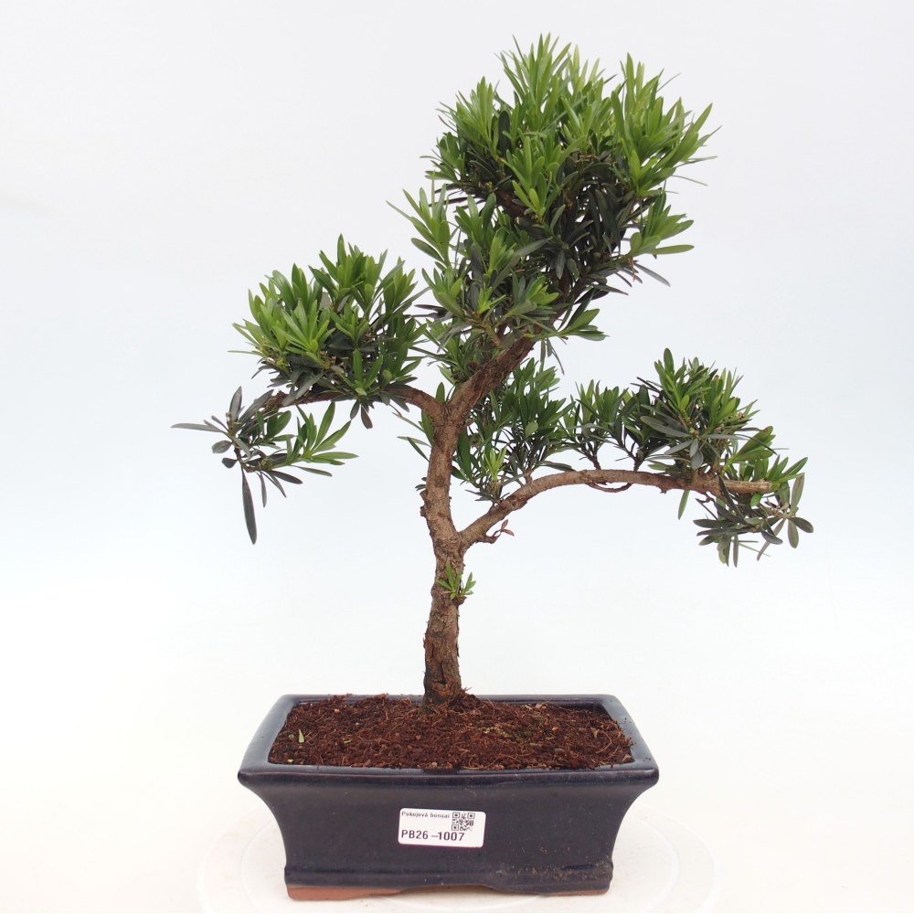 Kamerbonsai - Podocarpus - Taxus