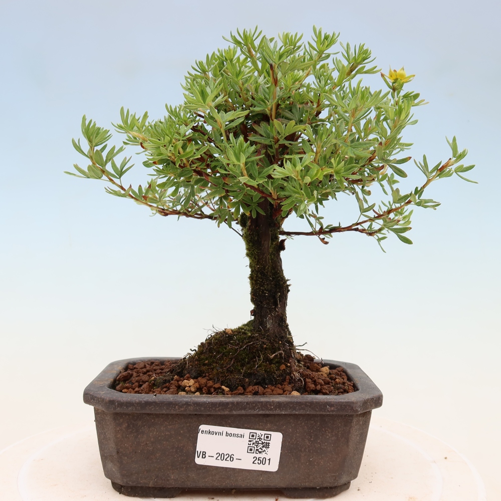 Bonsai voor buiten - Potentila fruticosa