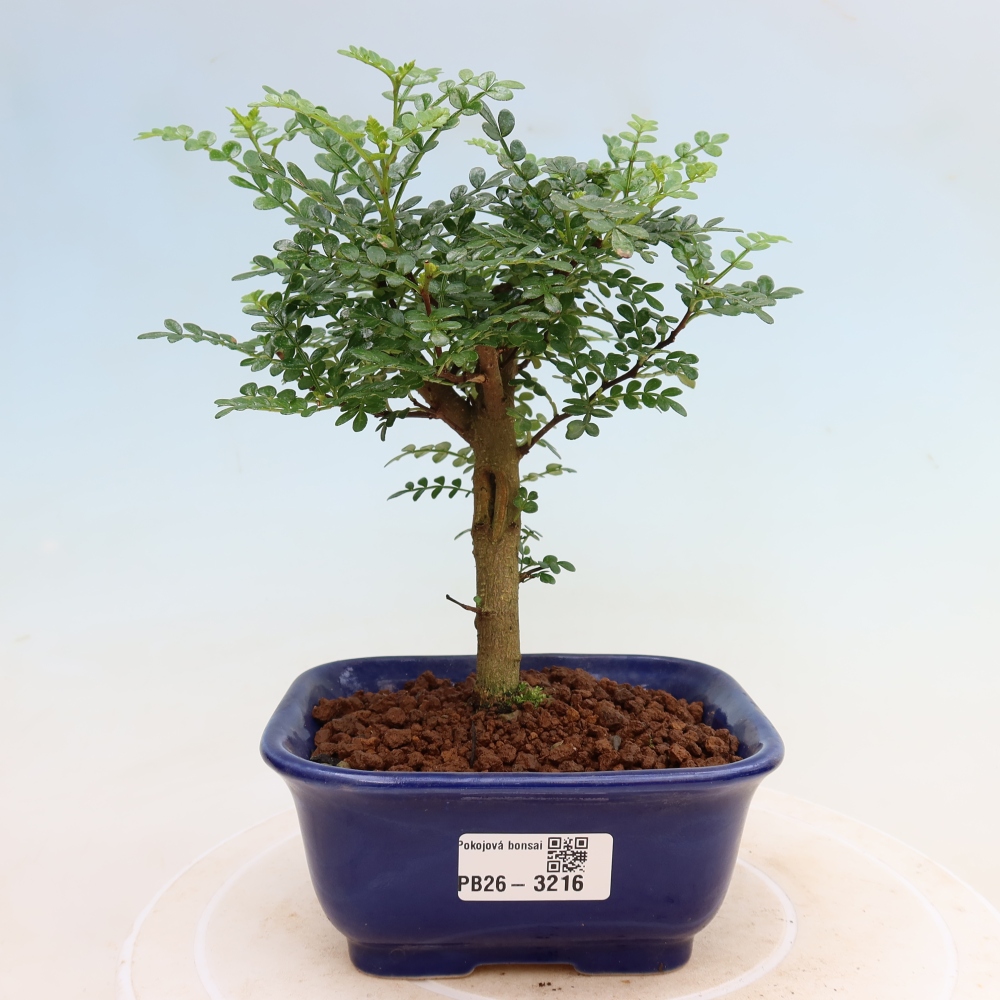 Kamerbonsai - Zantoxylum piperitum - peperboom