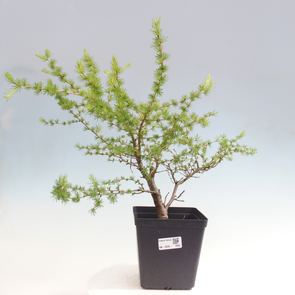Bonsai voor buiten -Larix decidua - Lariks