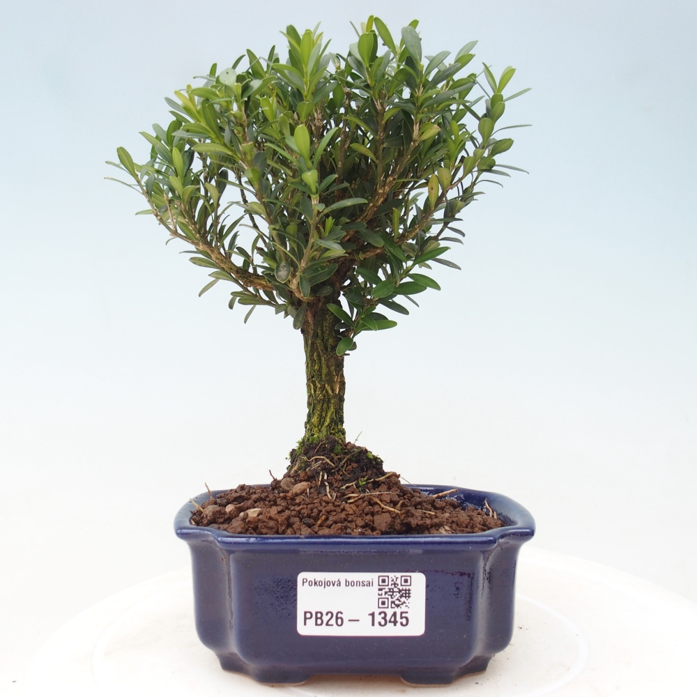 Kamerbonsai - Buxus harlandii - kurk buxus
