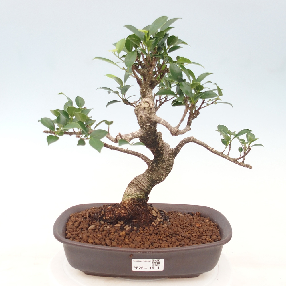 Kamerbonsai - Ficus kimmen - kleinbladige ficus