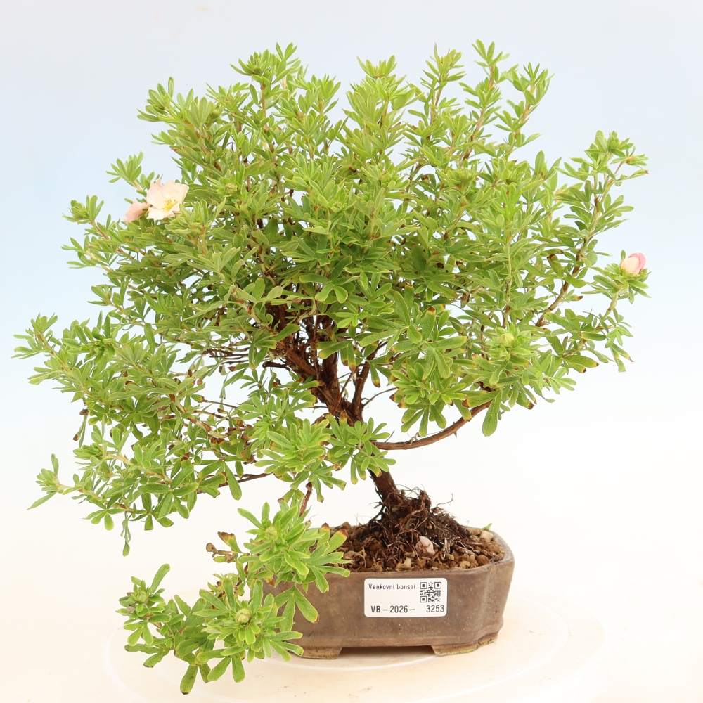 Buitenbonsai – Struikachtige Potentilla – Potentilla fruticosa Bellissima