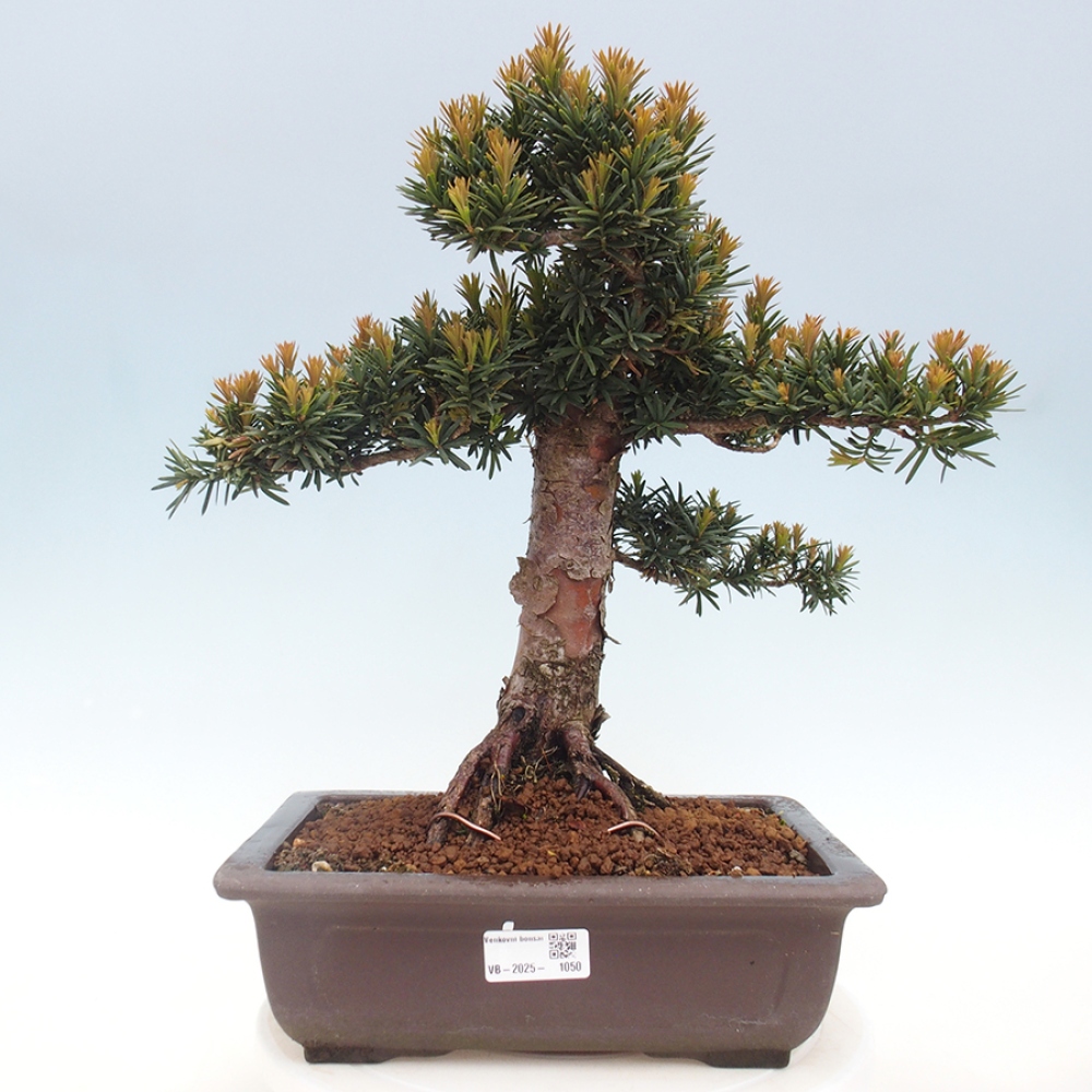 Bonsai voor buiten - Taxus cuspidata - Japanse Taxus
