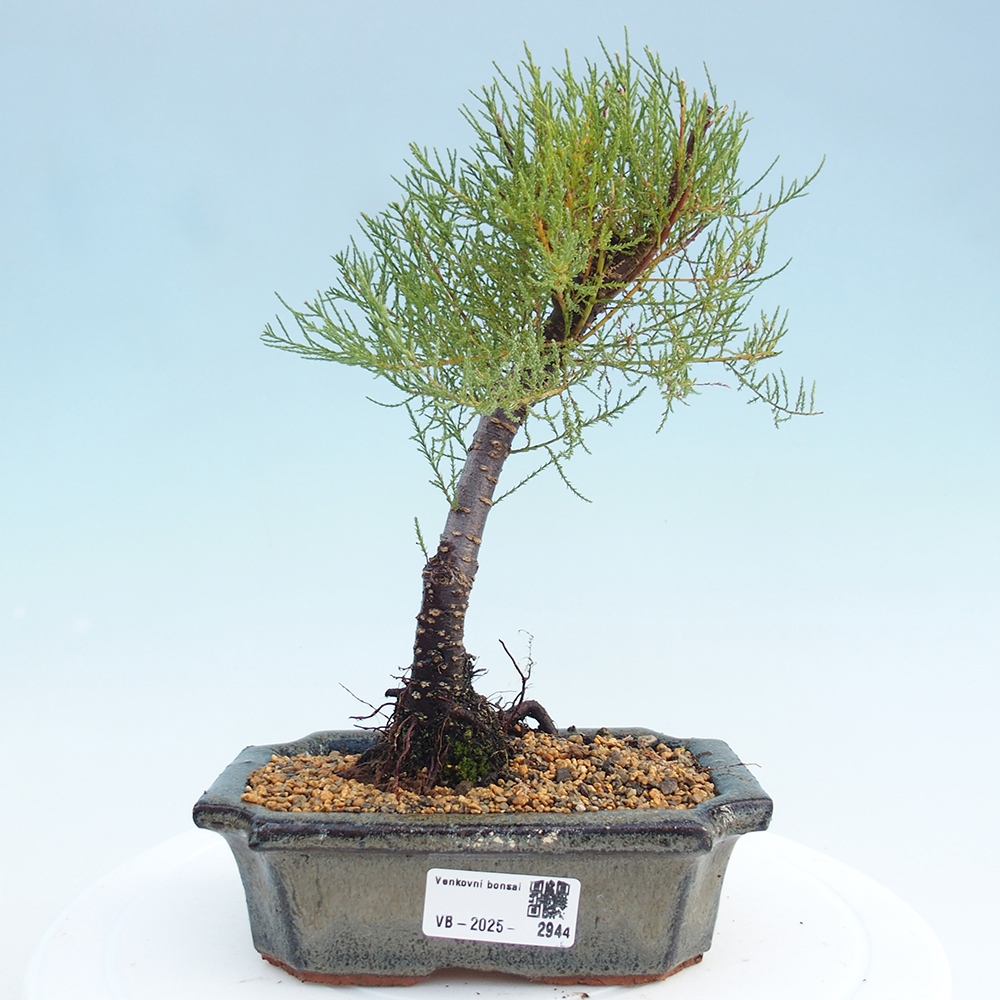 Bonsai voor buiten - Tamarisk - Tamarix