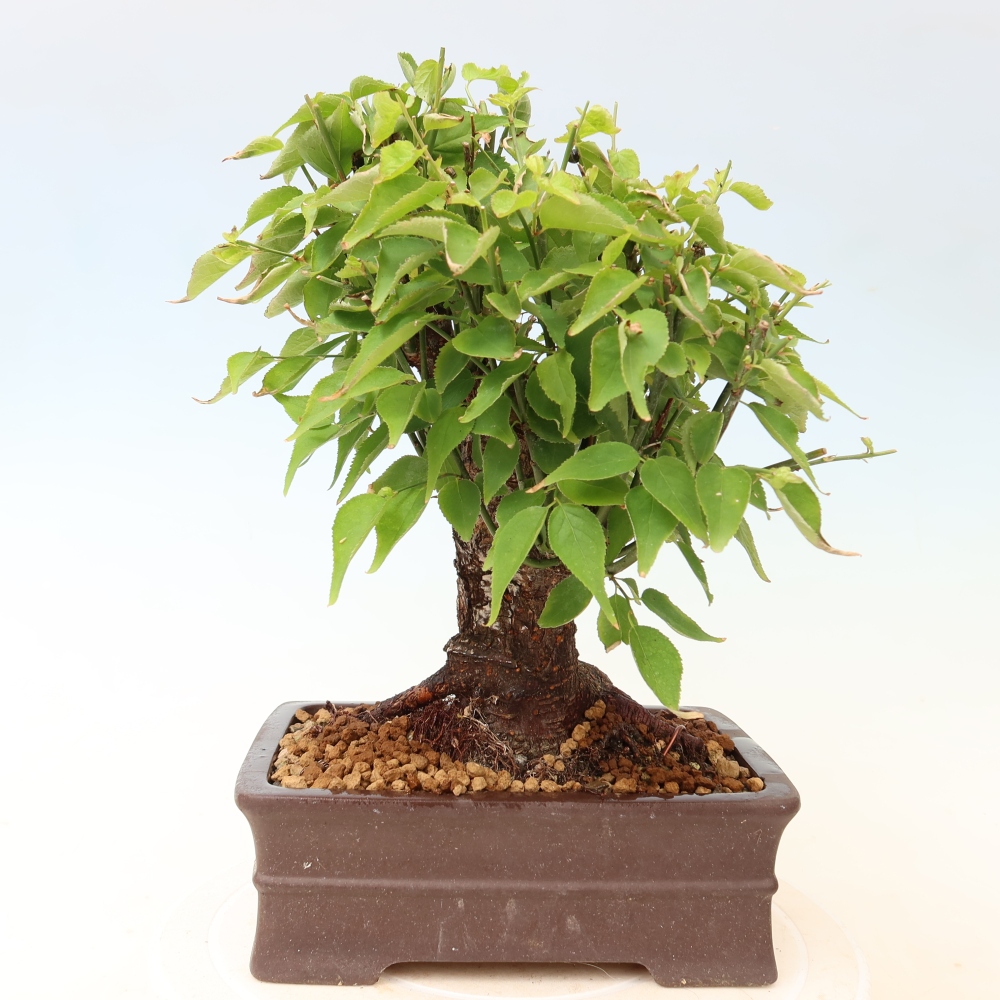 Bonsai voor buiten – Japanse abrikoos – Prunus Mume