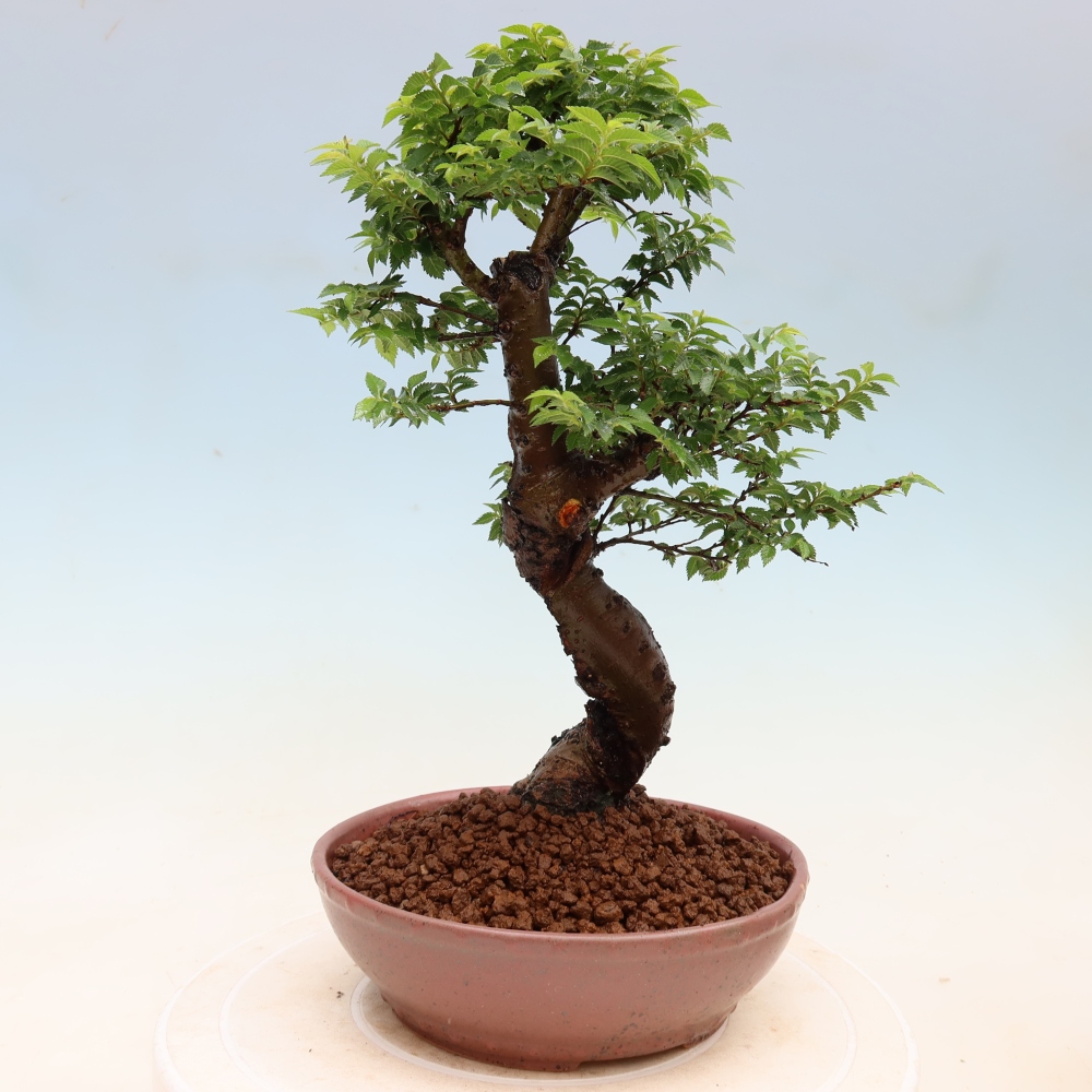 Buitenbonsai - Ulmus Jacqueline Hillier - Prachtige iep