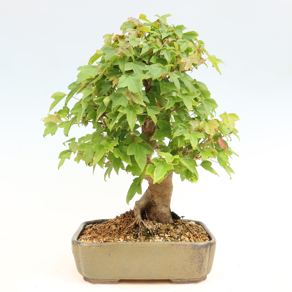 Bonsai voor buiten - Esdoorn Burger - Acer Burgerianum