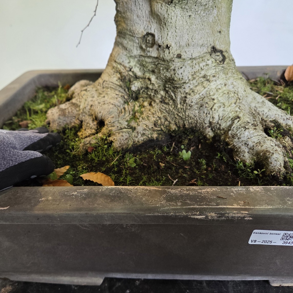Bonsai voor buiten - Fagus crenata