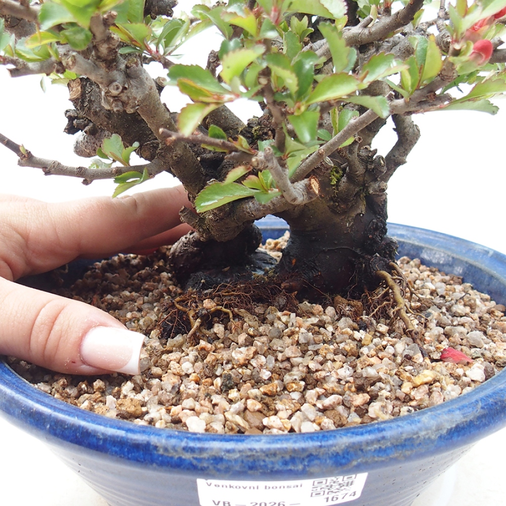 Bonsai voor buiten - Chaneomeles speciosa - Kweepeer