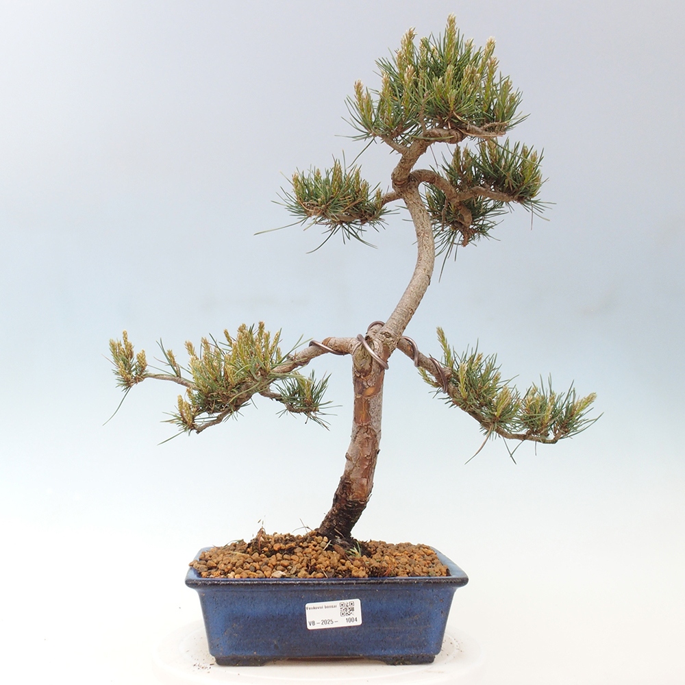 Bonsai voor buiten - Pinus Sylvestris Watererri - grove den