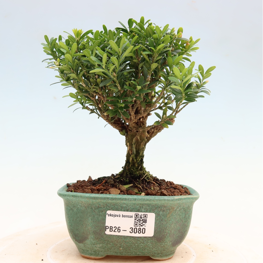 Kamerbonsai - Buxus harlandii - kurk buxus