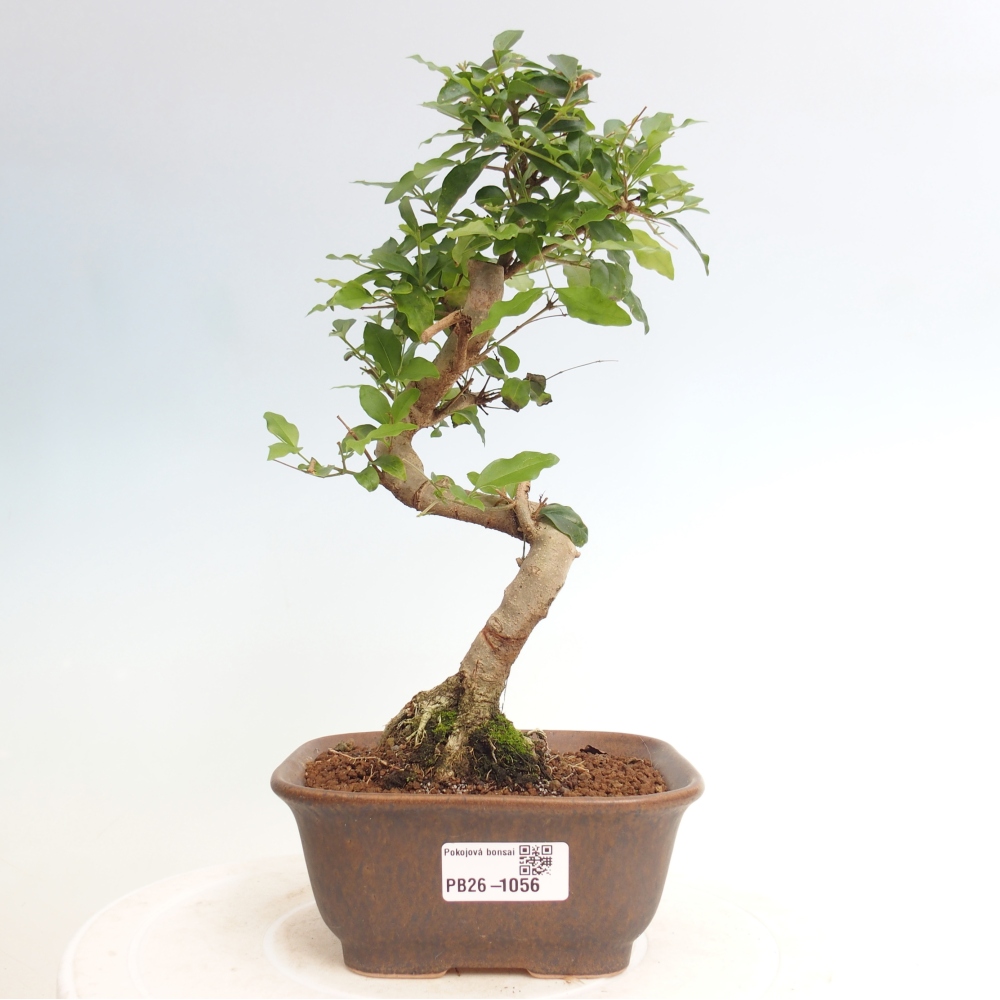 Kamerbonsai -Ligustrum chinensis - Vogelsnavel