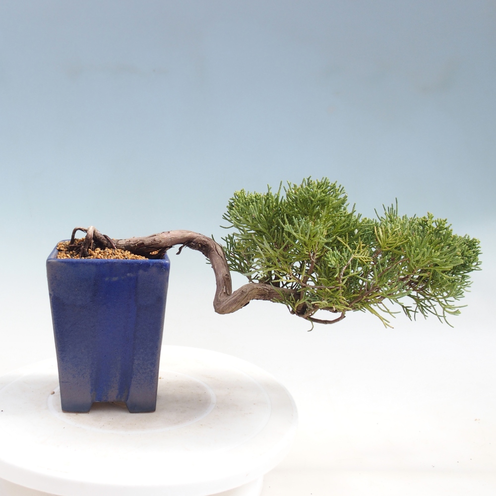 Bonsai voor buiten - Juniperus chinensis Kishu