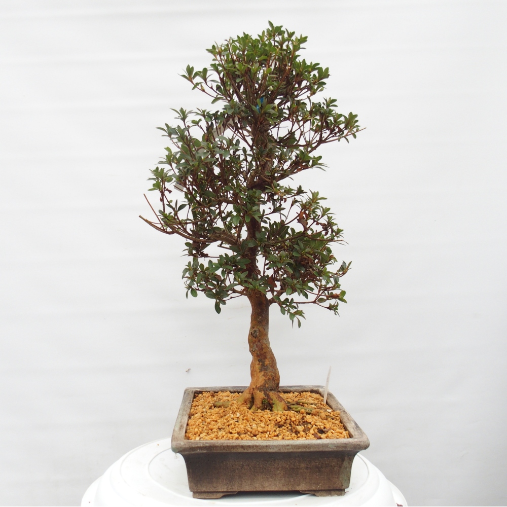 Bonsai voor buiten - Japanse Azalea - Azalea Hanatsuzuri