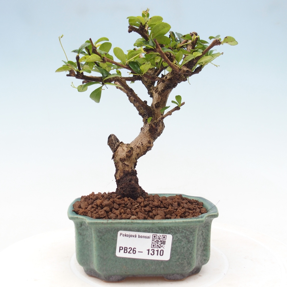 Kamerbonsai - Carmona macrophylla - Thee fuki