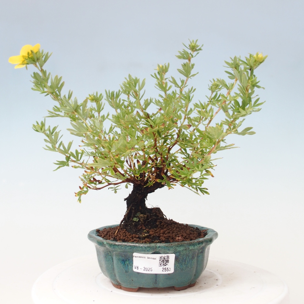 Bonsai voor buiten - Potentila fruticosa gele vogel