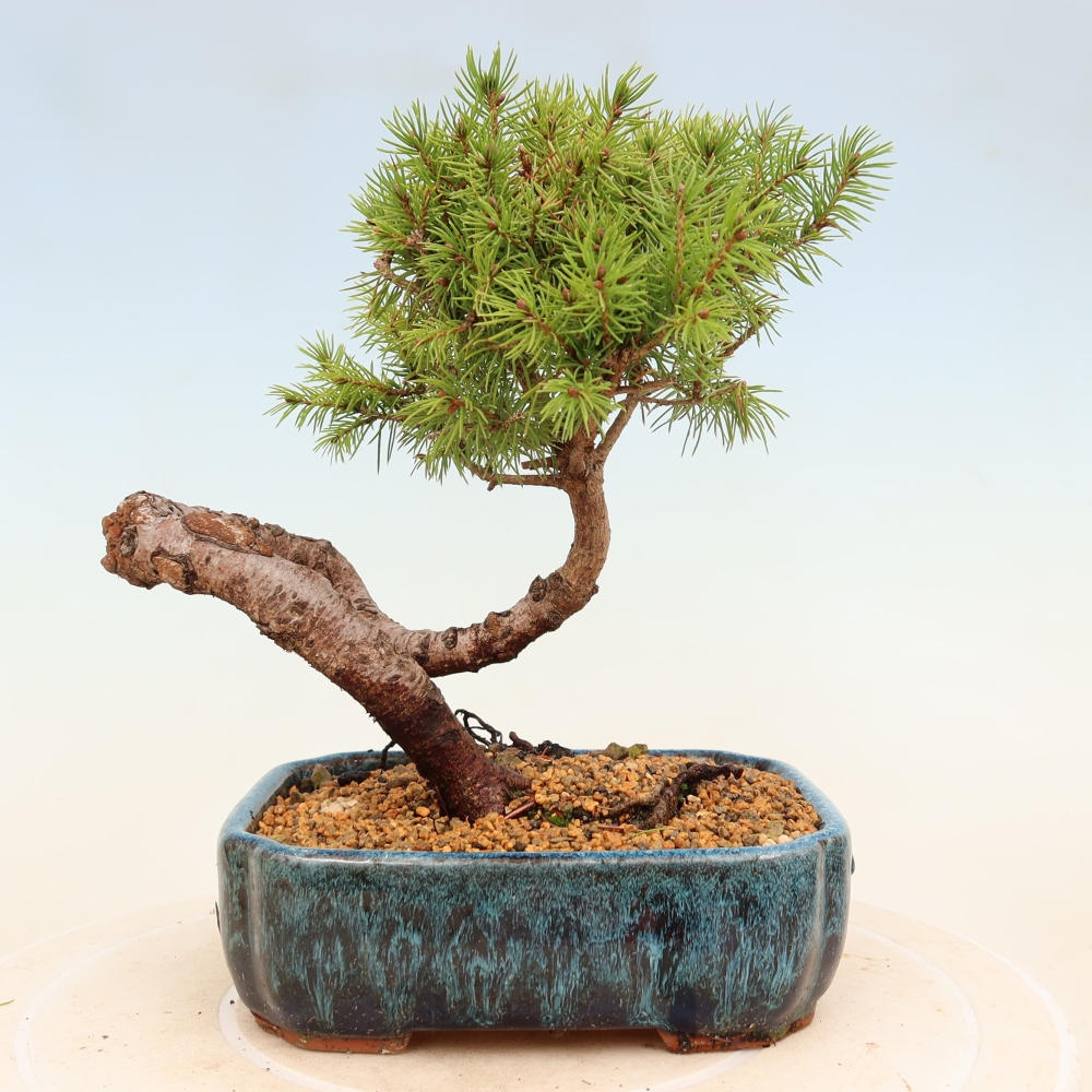 Bonsai voor buiten - Gewone spar - Picea glauca bol