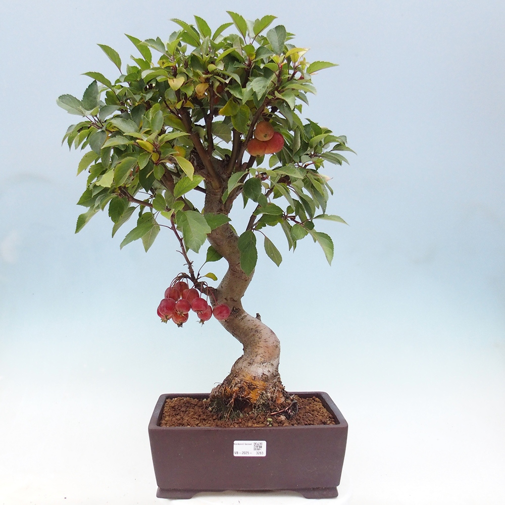 Bonsai voor buiten -Malus halliana - Appelboom met kleine vruchten
