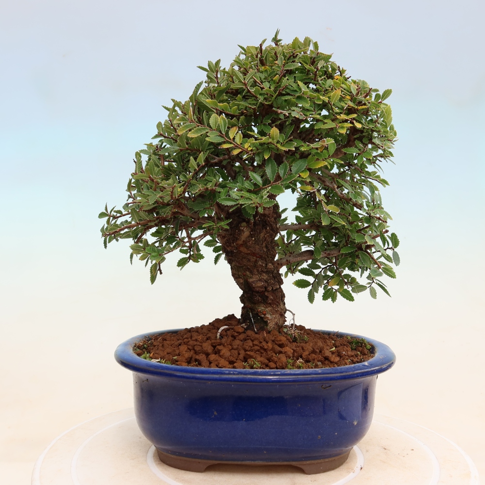 Bonsai voor buiten - Zelkova - Zelkova NIRE
