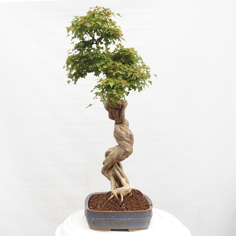 Bonsai voor buiten - Acer Buergerianum - Burgeresdoorn