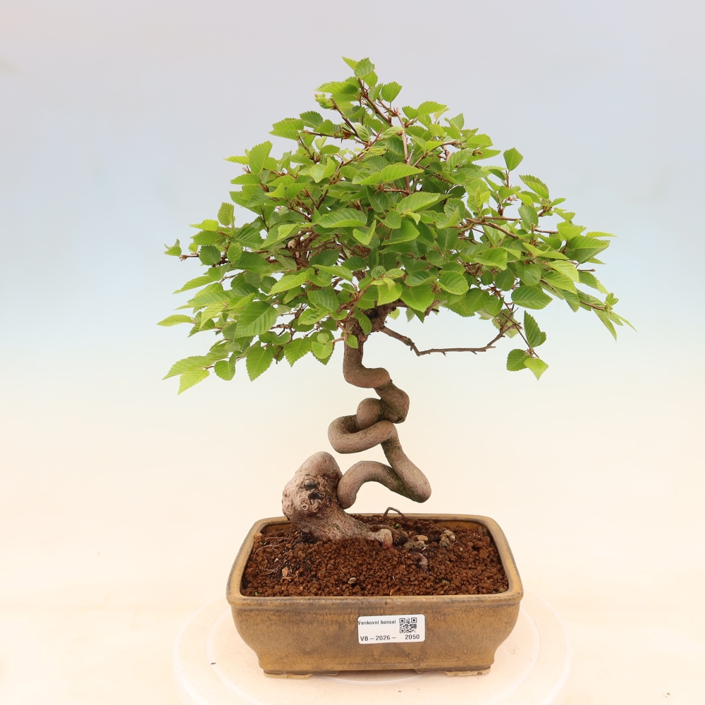 Bonsai voor buiten -Carpinus Coreana - Koreaanse haagbeuk
