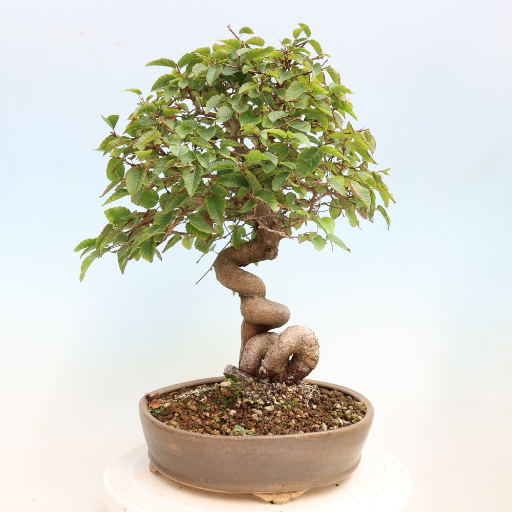 Bonsai voor buiten -Carpinus CARPINOIDES - Koreaanse haagbeuk