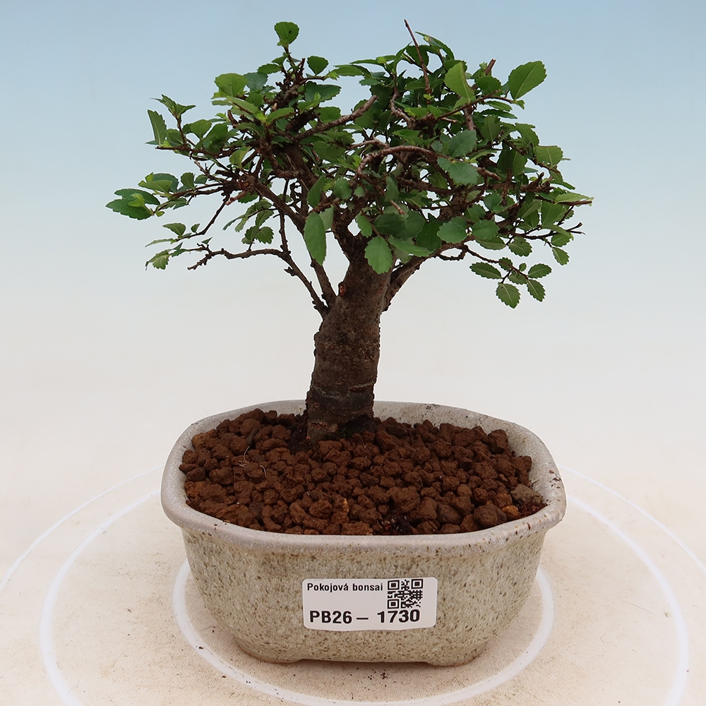 Kamerbonsai - Ulmus parvifolia - Winteriep