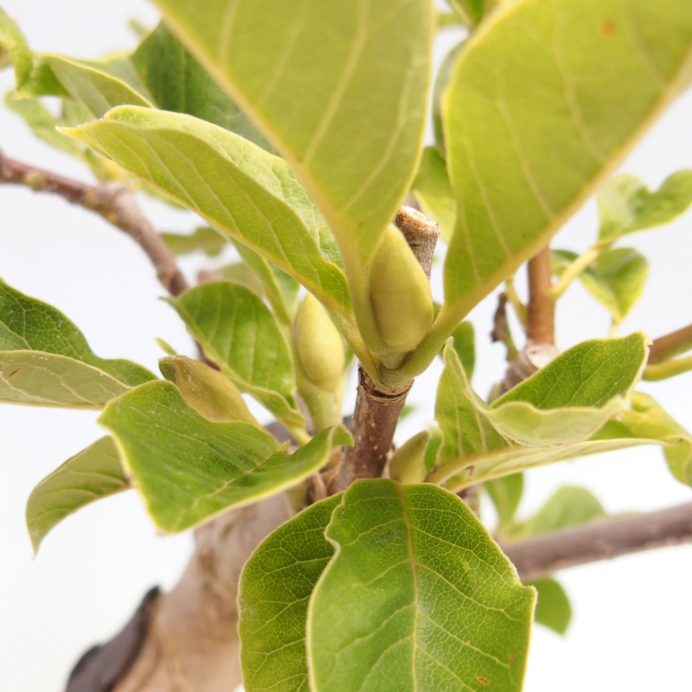 Bonsai voor buiten - Magnolia loebneri merrill - Magnolia