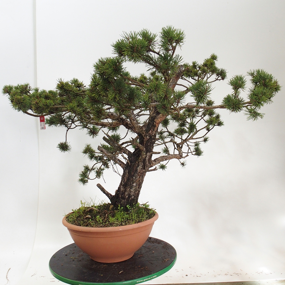 Yamadori - Pinus sylvestris Spanje