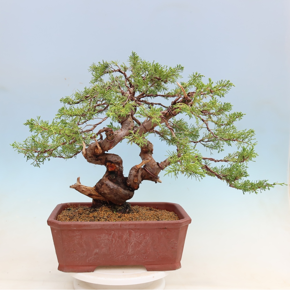 Bonsai voor buiten - Juniperus chinensis Itoigawa-Juniperus chinensis
