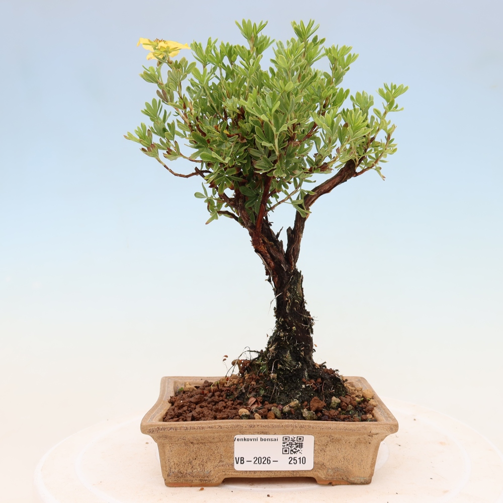 Bonsai voor buiten - Potentila fruticosa