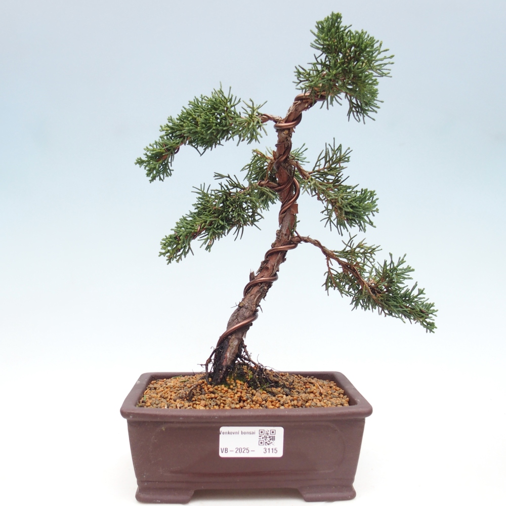 Bonsai voor buiten - Juniperus chinensis Kishu