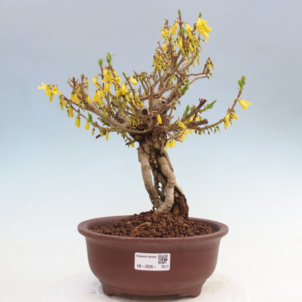 Bonsai voor buiten - Zlatice - Forsythia koreana