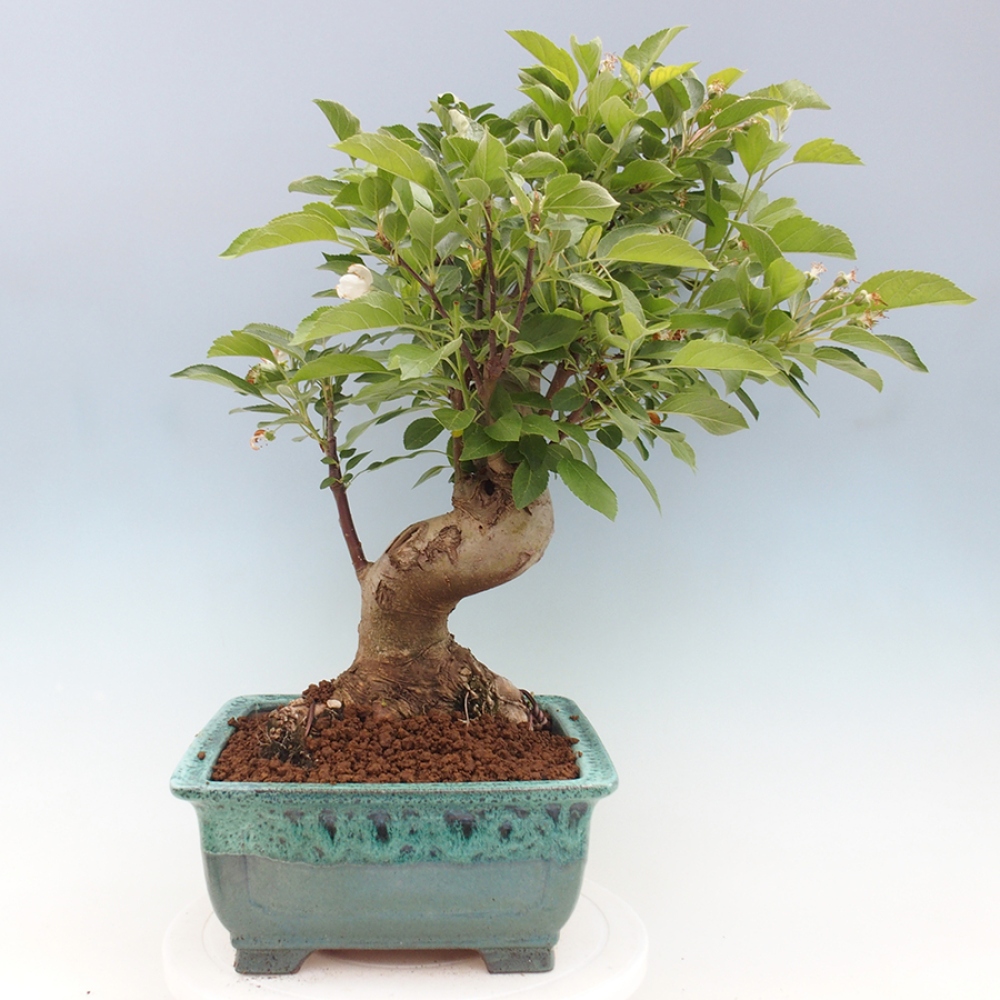 Bonsai voor buiten -Malus halliana - Appelboom met kleine vruchten
