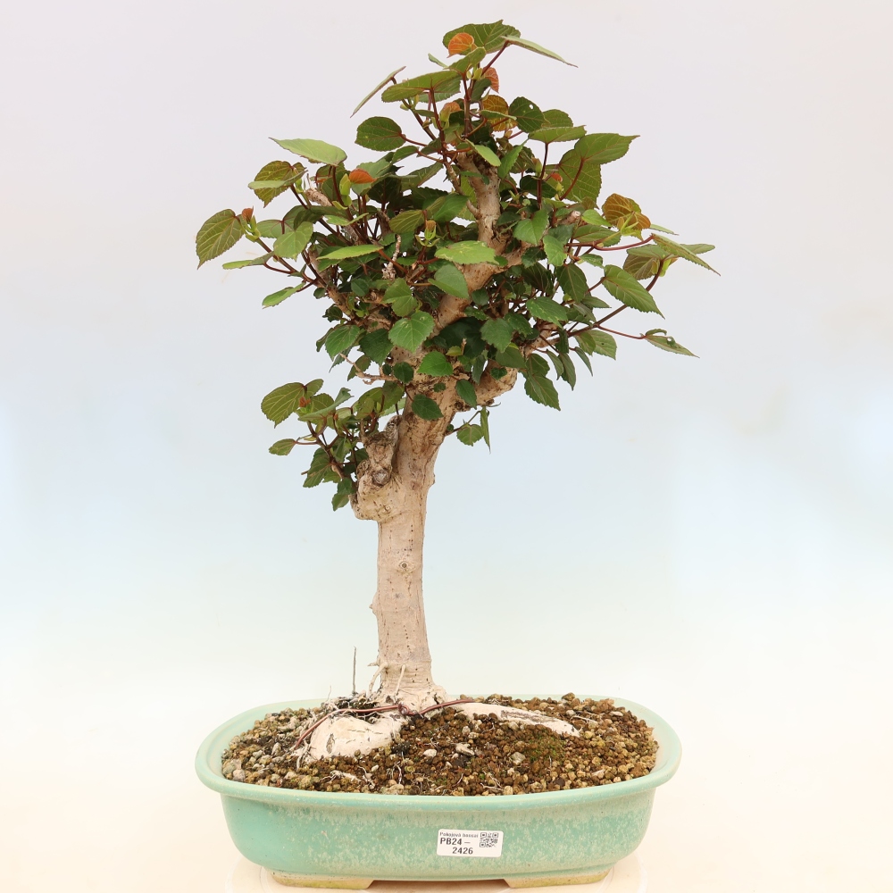 Bonsai voor binnen - Hibiscus tiliaceus - Zee Hibiscus