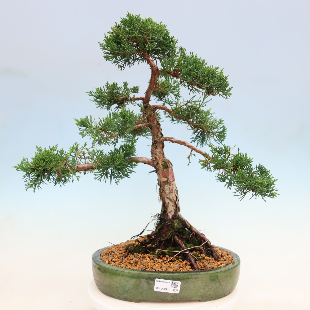 Bonsai voor buiten - Juniperus chinensis Kishu