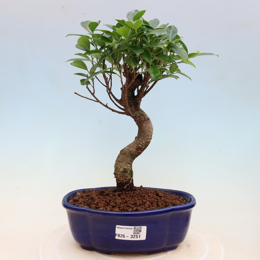 Kamerbonsai - Ficus kimmen - kleinbladige ficus