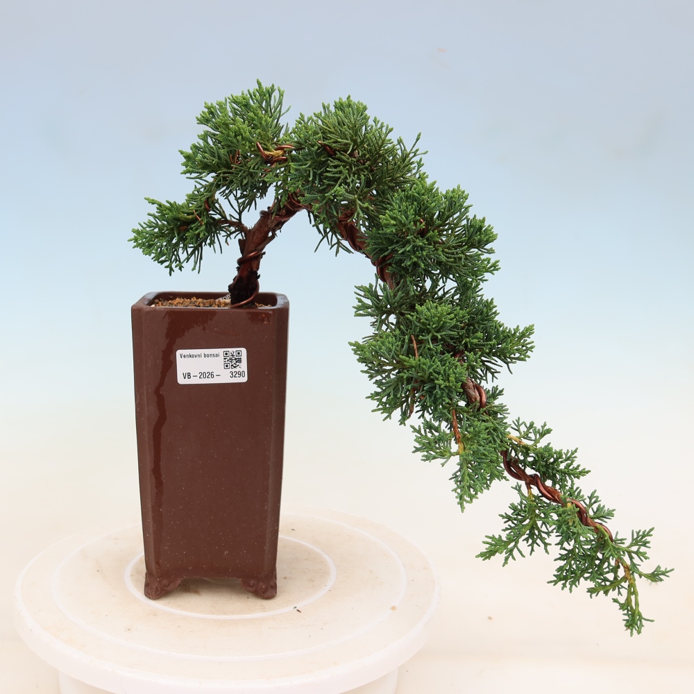 Bonsai voor buiten - Juniperus chinensis Kishu
