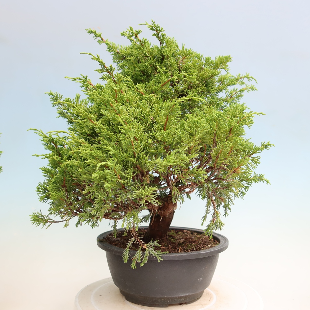 Bonsai voor buiten - Juniperus chinensis Itoigawa-Juniperus chinensis