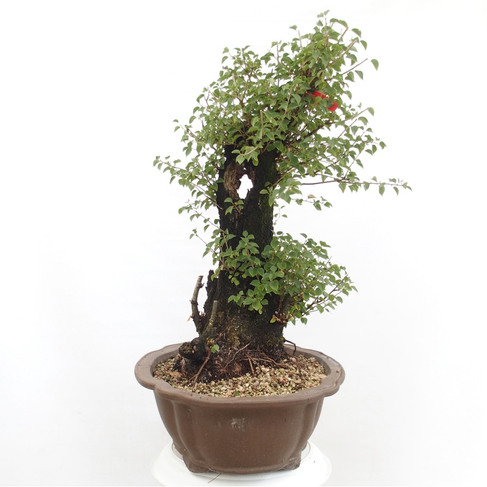 Bonsai voor buiten - Mahalebka - Prunus mahaleb