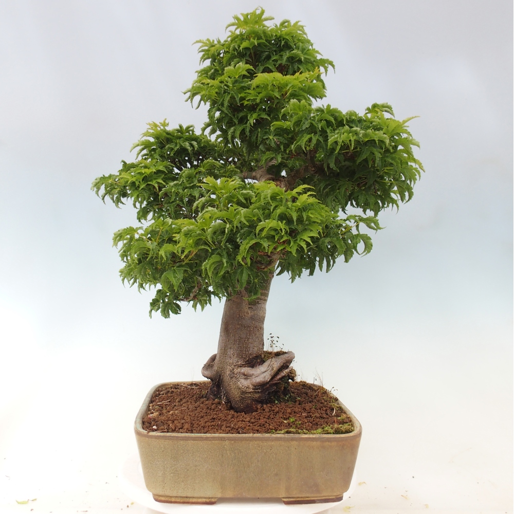 Bonsai voor buiten -Javor palm Acer palmatum Shishigashira