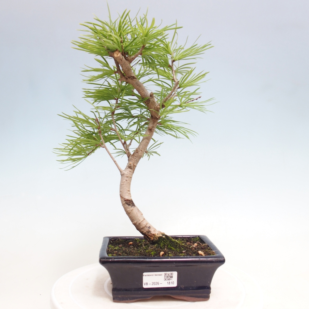 Bonsai voor buiten -Pseudolarix amabis-Pseudolarix amabis