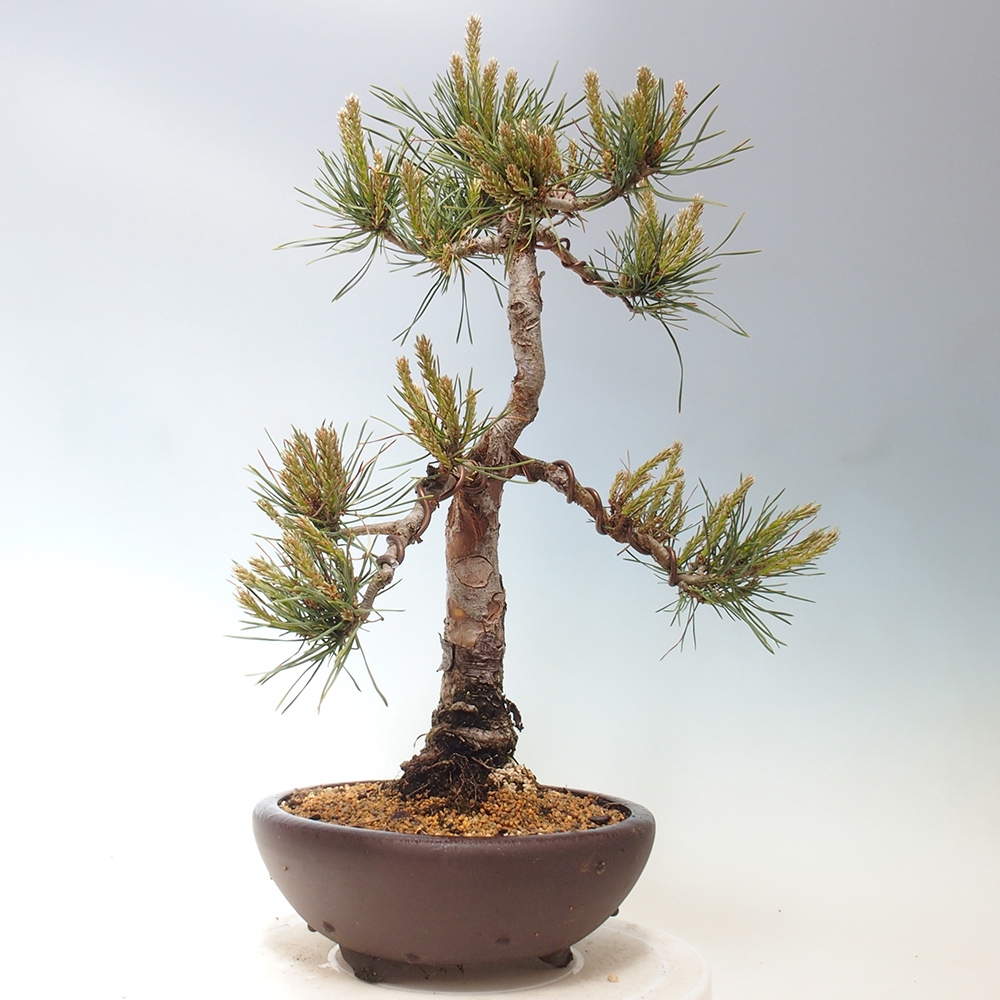 Bonsai voor buiten - Pinus Sylvestris Watererri - grove den