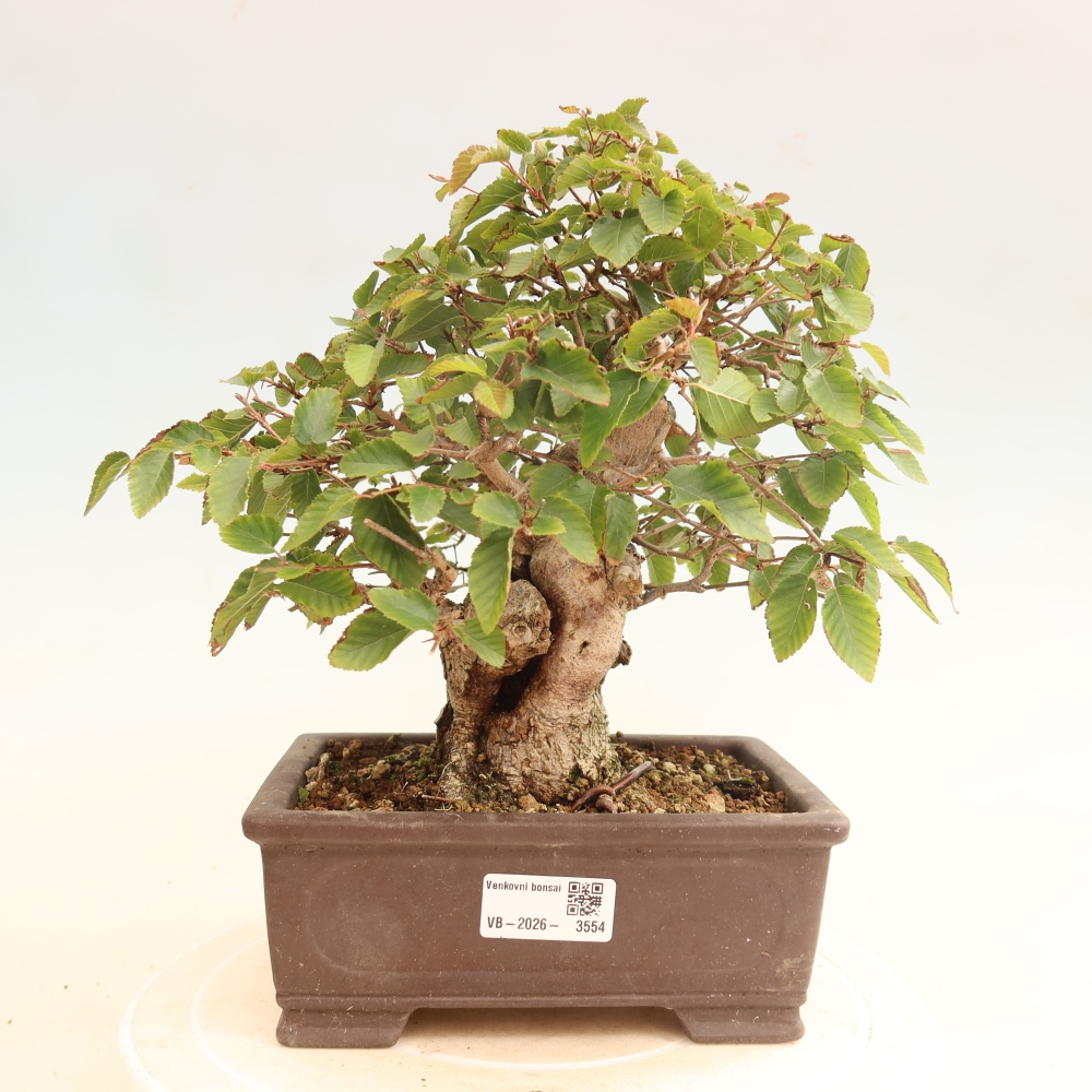 Bonsai voor buiten -Carpinus CARPINOIDES - Koreaanse haagbeuk