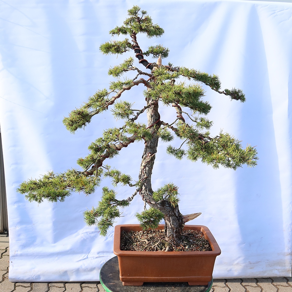 Pinus sylvestris Spanje - grove den