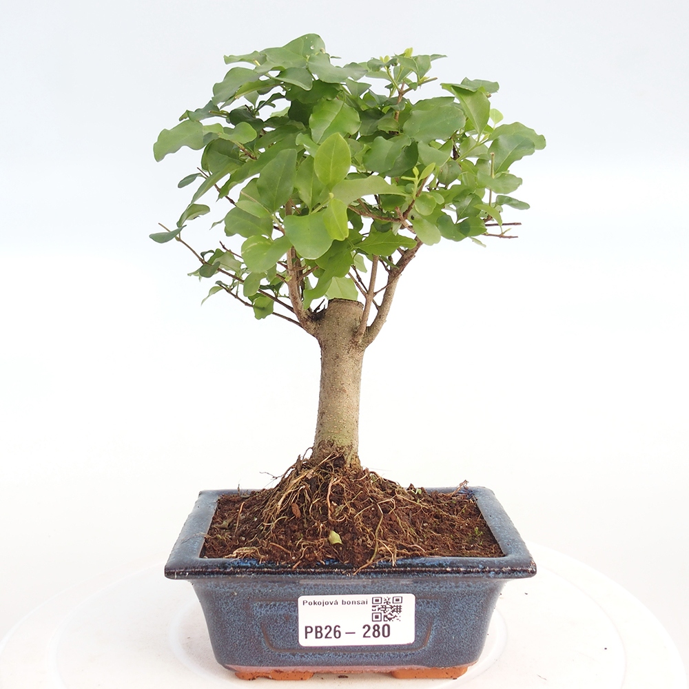 Kamerbonsai -Ligustrum chinensis - Vogelsnavel